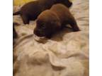 Labrador Retriever Puppy for sale in Lakeland, FL, USA