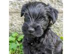 Schnauzer (Miniature) Puppy for sale in Bon Aqua, TN, USA