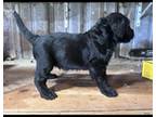 Labradoodle Puppy for sale in North Fort Myers, FL, USA