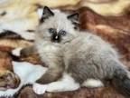 TICA Ragdoll Kitten Seal Mitted With Blaze Male
