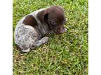 German Shorthaired Pointer Puppy for sale in Upton, KY, USA