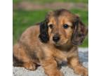 Dachshund Puppy for sale in Clinton, MO, USA
