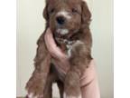 Poodle (Toy) Puppy for sale in Placerville, CA, USA