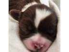 Shih Tzu Puppy for sale in Kernersville, NC, USA