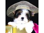 Biewer Terrier Puppy for sale in Miami, FL, USA