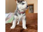 Siberian Husky Puppy for sale in Denville, NJ, USA