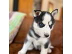 Siberian Husky Puppy for sale in Denville, NJ, USA