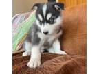 Siberian Husky Puppy for sale in New Providence, NJ, USA