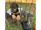 Doberman Pinscher Puppy for sale in Canyon Country, CA, USA