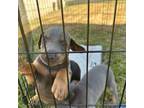 Doberman Pinscher Puppy for sale in Canyon Country, CA, USA