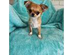 Chihuahua Puppy for sale in Orange, CA, USA