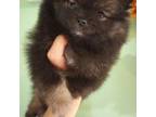 Pomeranian Puppy for sale in Addy, WA, USA