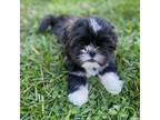 Mal-Shi Puppy for sale in Frederick, MD, USA