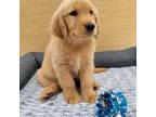 Golden Retriever Puppy for sale in Phoenix, AZ, USA