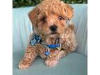 Maltipoo Puppy for sale in Lehigh Acres, FL, USA