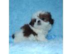 Shih Tzu Puppy for sale in Lawrenceburg, TN, USA