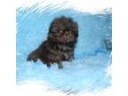 Shih Tzu Puppy for sale in Lawrenceburg, TN, USA