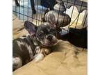 French Bulldog Puppy for sale in Fort Bragg, NC, USA