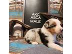 Australian Shepherd Puppy for sale in Searcy, AR, USA