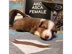 Australian Shepherd Puppy for sale in Searcy, AR, USA