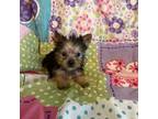 Yorkshire Terrier Puppy for sale in Lone Grove, OK, USA