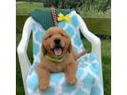 Golden Retriever Puppy for sale in Baltic, OH, USA