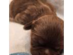 Shih Tzu Puppy for sale in Kernersville, NC, USA