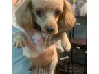 Poodle (Toy) Puppy for sale in Orange Grove, TX, USA