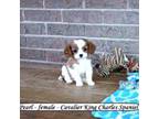 Cavalier King Charles Spaniel Puppy for sale in Clarkrange, TN, USA