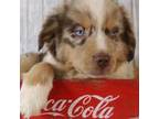 Australian Shepherd Puppy for sale in Stafford, VA, USA