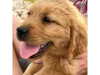 Golden Retriever Puppy for sale in Gilbert, AZ, USA