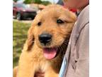 Golden Retriever Puppy for sale in Gilbert, AZ, USA