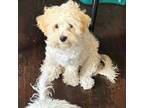 Maltipoo Puppy for sale in Front Royal, VA, USA