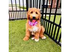 Goldendoodle Puppy for sale in Mooresville, NC, USA