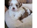 Shih Tzu Puppy for sale in Thornton, CO, USA