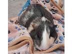 Kiwi, Guinea Pig For Adoption In Escondido, California