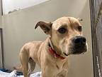 Peach, American Staffordshire Terrier For Adoption In Escondido, California