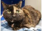 Reese, Domestic Shorthair For Adoption In Cleveland, Ohio