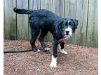 Lassie, Labrador Retriever For Adoption In Kennesaw, Georgia