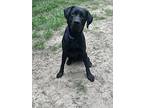 Bolt, Labrador Retriever For Adoption In Athens, Tennessee