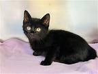 Boo, Domestic Shorthair For Adoption In Jackson, New Jersey