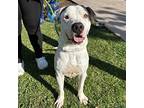 Porfirio, American Pit Bull Terrier For Adoption In El Paso, Texas