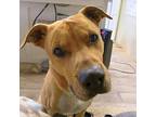 Cletus, American Pit Bull Terrier For Adoption In El Paso, Texas