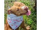 Maple, American Staffordshire Terrier For Adoption In Mobile, Alabama