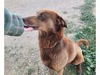 Ranger, Labrador Retriever For Adoption In Ventura, California