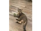 Mateo24, Domestic Shorthair For Adoption In Youngsville, North Carolina