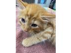 Howdy Doody, Domestic Mediumhair For Adoption In Athens, Tennessee