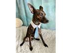 Egyptian, Miniature Pinscher For Adoption In Margate, Florida