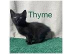 Thyme, Domestic Shorthair For Adoption In Canton, Georgia
