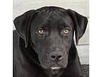 Jingle Bella, Labrador Retriever For Adoption In Jackson, Tennessee